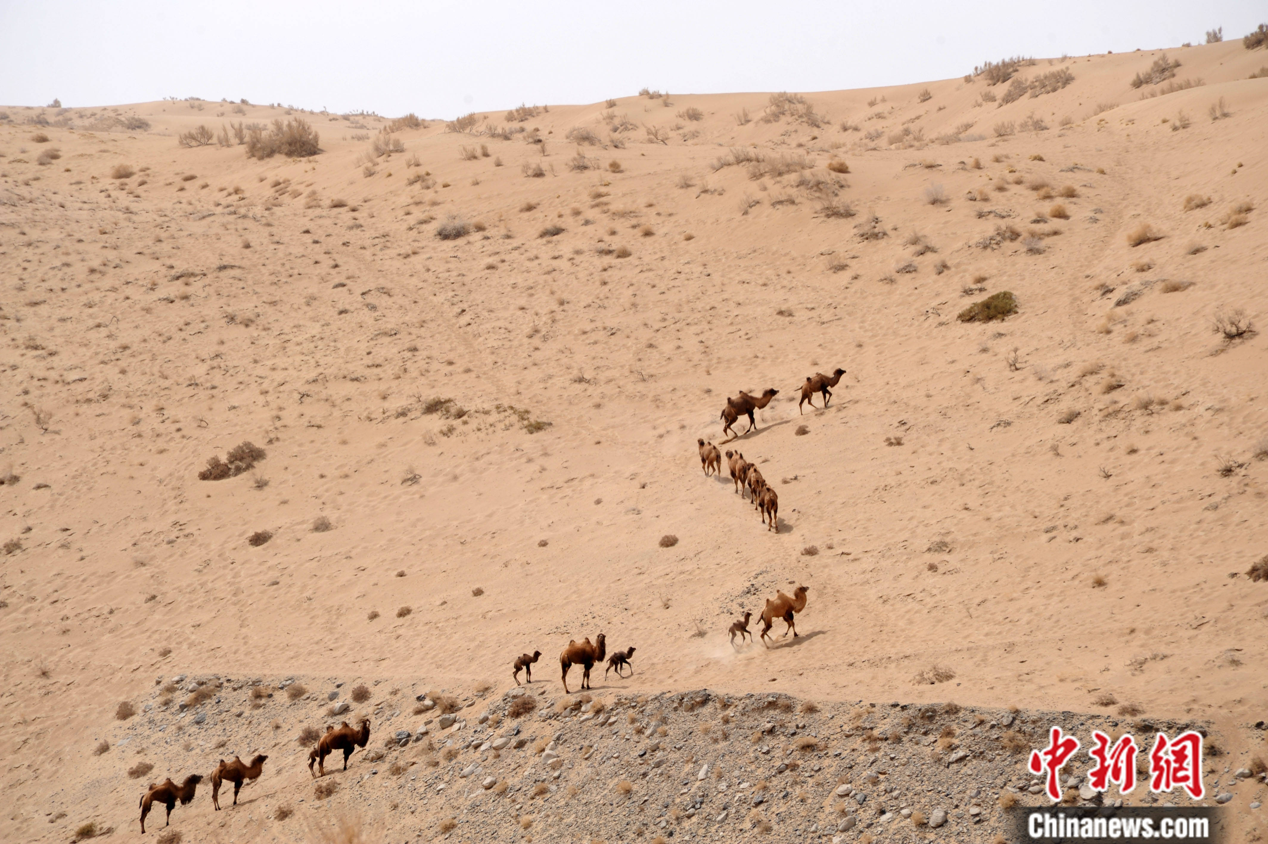 沙漠骆驼三人版小苹果:【绿色中国】在“地球之耳”守护“沙漠之舟”