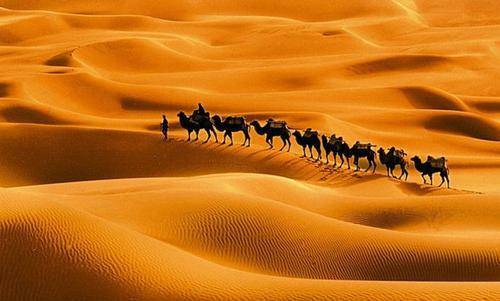 沙漠骆驼三人版小苹果:开辟新大道：骆驼这一西域“洋”品种是如何输入到中原的-第2张图片-太平洋在线下载