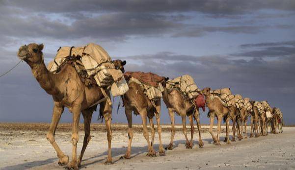 沙漠骆驼三人版小苹果:开辟新大道：骆驼这一西域“洋”品种是如何输入到中原的-第3张图片-太平洋在线下载
