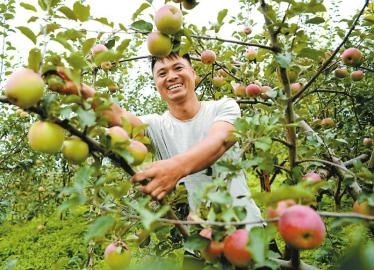 盐源县苹果镇新闻视频盐源糖心苹果多少钱一斤-第2张图片-太平洋在线下载