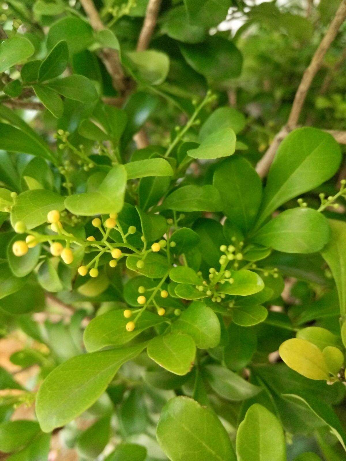 米粒花苹果版米粒游戏盒子苹果版